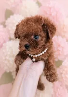 Teacup girl Akc, a female Poodle - Toy  for sale in Fort Lauderdale, FL – 1 of 3