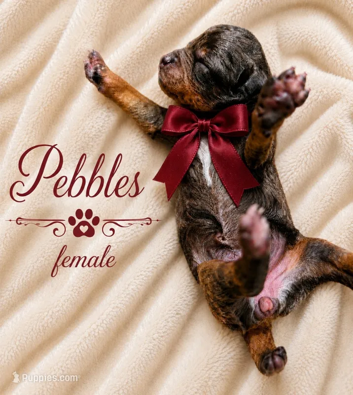 Pebbles AKC 100% Cleared, a female Poodle - Toy  for sale in Fort Lauderdale, FL – 1 of 4