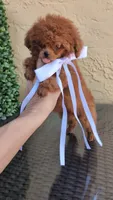 Ginger AKC Tcup, a female Poodle - Toy  for sale in Fort Lauderdale, FL – 1 of 4