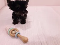 Minnie Micro Tcup AKC , a female Yorkshire Terrier for sale in Fort Lauderdale, FL – 2 of 3