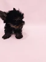 Minnie Micro Tcup AKC , a female Yorkshire Terrier for sale in Fort Lauderdale, FL – 3 of 3