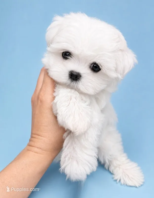 Aspen AKC  – Maltese puppy for sale in Fort Lauderdale, FL