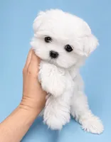 Aspen AKC , a male Maltese for sale in Fort Lauderdale, FL – 1 of 2