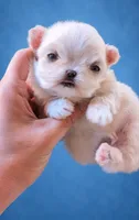 Aspen , a male Maltipoo for sale in Fort Lauderdale, FL – 1 of 4