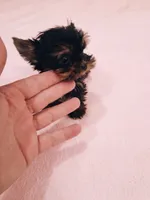 Minnie Micro Tcup AKC , a female Yorkshire Terrier for sale in Fort Lauderdale, FL – 1 of 3