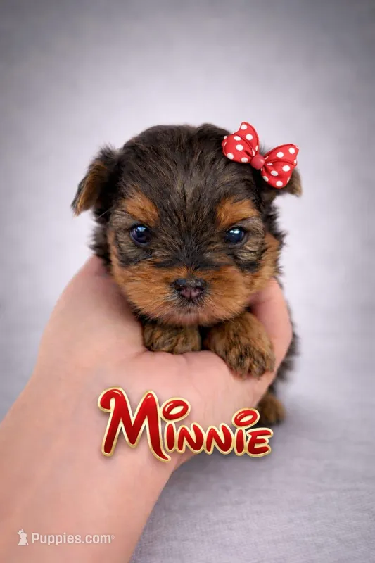 Minnie Akc Tcup – Yorkshire Terrier puppy for sale in Fort Lauderdale, FL