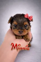 Minnie Akc Tcup, a female Yorkshire Terrier for sale in Fort Lauderdale, FL – Photo 1 of 2