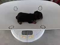 Minnie Akc Tcup, a female Yorkshire Terrier for sale in Fort Lauderdale, FL – Photo 2 of 2