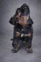 Melody Akc, a female Poodle - Toy  for sale in Fort Lauderdale, FL – Photo 4 of 6