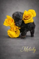 Melody Akc, a female Poodle - Toy  for sale in Fort Lauderdale, FL – Photo 1 of 6