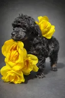 Melody Akc, a female Poodle - Toy  for sale in Fort Lauderdale, FL – Photo 2 of 6