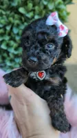 Melody Akc, a female Poodle - Toy  for sale in Fort Lauderdale, FL – Photo 3 of 6