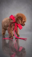 Ginger AKC Tcup, a female Poodle - Toy  for sale in Fort Lauderdale, FL – 4 of 4