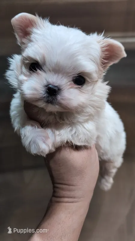 Aspen Tcup – Maltipoo puppy for sale in Fort Lauderdale, FL