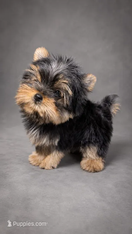 Mickey Akc T-cup – Yorkshire Terrier puppy for sale in Fort Lauderdale, FL