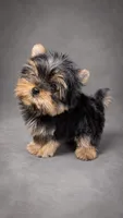 Mickey Akc T-cup, a male Yorkshire Terrier for sale in Fort Lauderdale, FL – 1 of 2