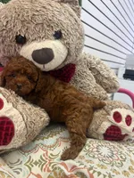 Autum AKC , a female Poodle - Toy  for sale in Fort Lauderdale, FL – 4 of 4