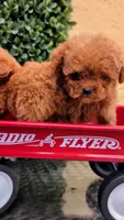 Firecracker AKC Micro Teacup , a male Poodle - Toy  for sale in Fort Lauderdale, FL – 2 of 3