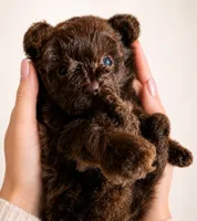 Ferrero 75 AKC Champion lines on Pedigree, a male Poodle - Toy  for sale in Fort Lauderdale, FL – 3 of 7