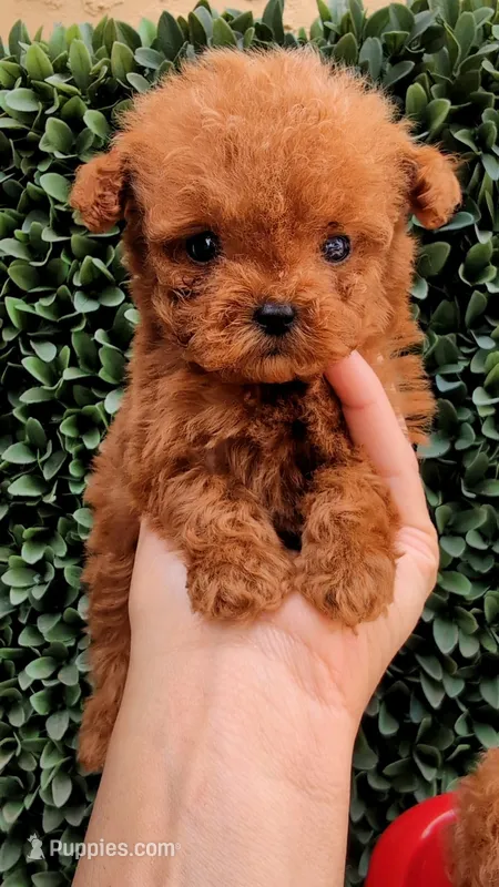Firecracker AKC Micro Teacup  – Poodle - Toy  puppy for sale in Fort Lauderdale, FL