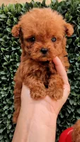 Firecracker AKC Micro Teacup , a male Poodle - Toy  for sale in Fort Lauderdale, FL – 1 of 3