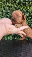 Firecracker AKC Micro Teacup , a male Poodle - Toy  for sale in Fort Lauderdale, FL – 3 of 3
