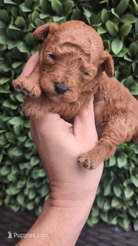 Firecracker AKC Micro Teacup  – Poodle - Toy  puppy for sale in Fort Lauderdale, FL