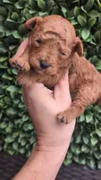 Firecracker AKC Micro Teacup , a male Poodle - Toy  for sale in Fort Lauderdale, FL – 1 of 3