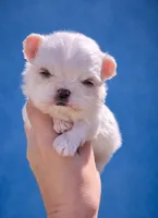 Aspen , a male Maltipoo for sale in Fort Lauderdale, FL – 3 of 4