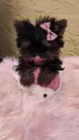 Minnie Micro Tcup AKC $8450 OBO, a female Yorkshire Terrier for sale in Fort Lauderdale, FL – 2 of 7