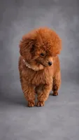 Ginger AKC Tcup, a female Poodle - Toy  for sale in Fort Lauderdale, FL – 2 of 4