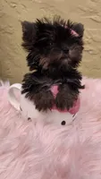 Minnie Micro Tcup AKC $8450 OBO, a female Yorkshire Terrier for sale in Fort Lauderdale, FL – 5 of 7