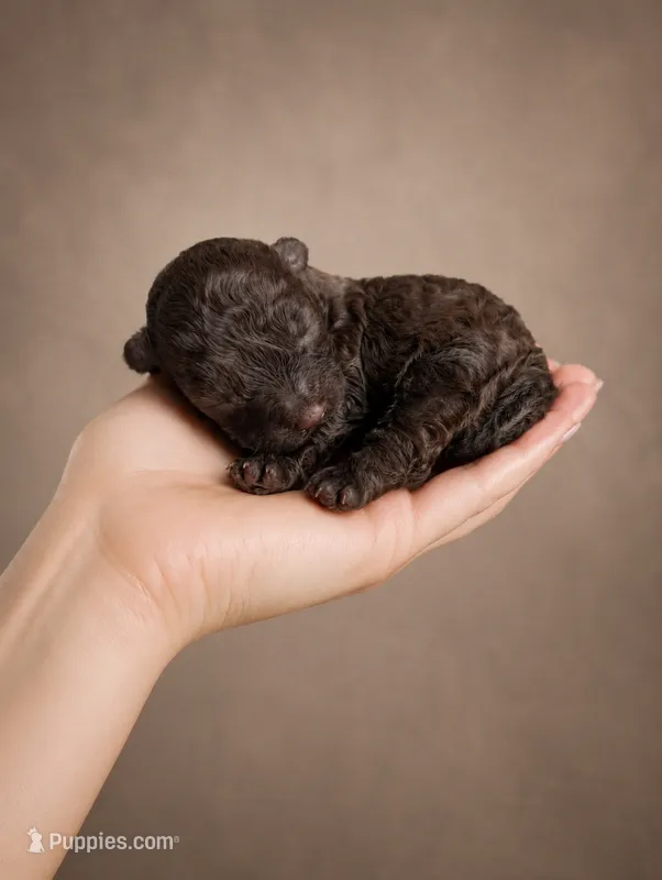 Ferrero 42 AKC Champion lines  – Poodle - Toy  puppy for sale in Fort Lauderdale, FL