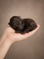 Ferrero 42 AKC Champion lines , a male Poodle - Toy  for sale in Fort Lauderdale, FL – 1 of 4