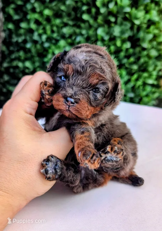 Pebbles AKC 100% Cleared – Poodle - Toy  puppy for sale in Fort Lauderdale, FL