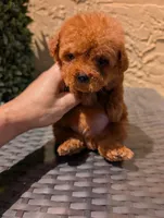 Elmo AKC Teacup , a male Poodle - Toy  for sale in Fort Lauderdale, FL – 2 of 3