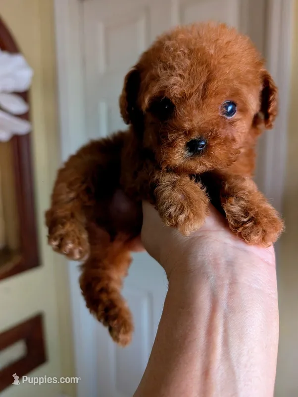 Elmo AKC Teacup  – Poodle - Toy  puppy for sale in Fort Lauderdale, FL