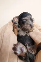 Tattoo Akc , a male Poodle - Toy  for sale in Fort Lauderdale, FL – Photo 4 of 5