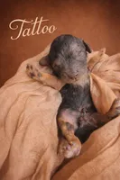 Tattoo Akc , a male Poodle - Toy  for sale in Fort Lauderdale, FL – Photo 3 of 5