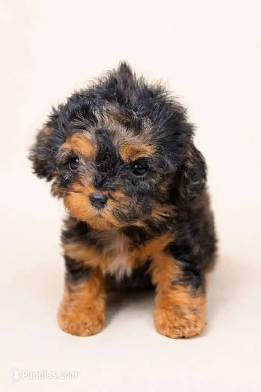 Tattoo Akc  – Poodle - Toy  puppy for sale in Fort Lauderdale, FL