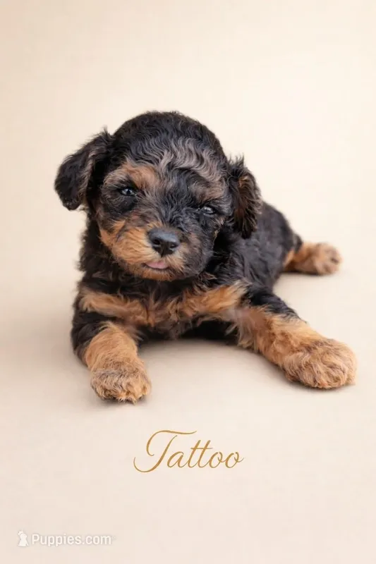 Tattoo Akc  – Poodle - Toy  puppy for sale in Fort Lauderdale, FL