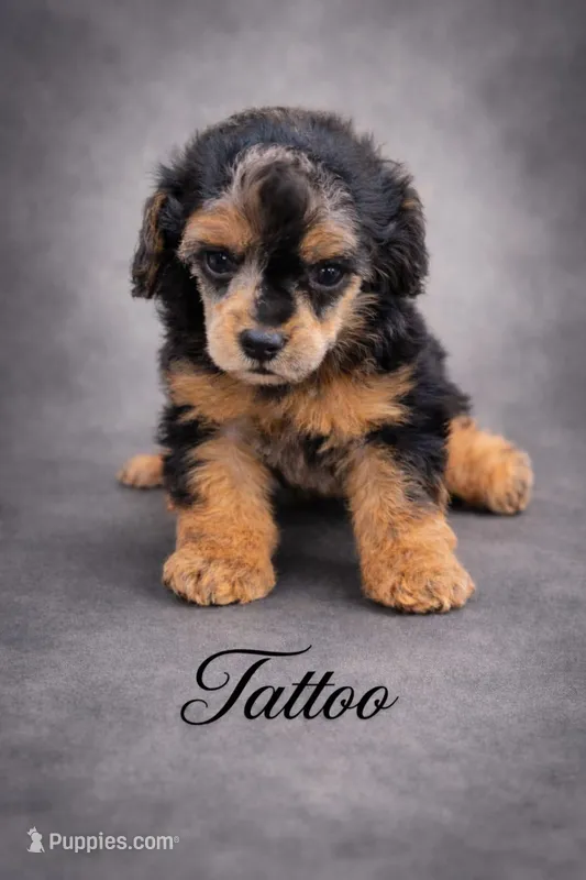 Tattoo Akc  – Poodle - Toy  puppy for sale in Fort Lauderdale, FL