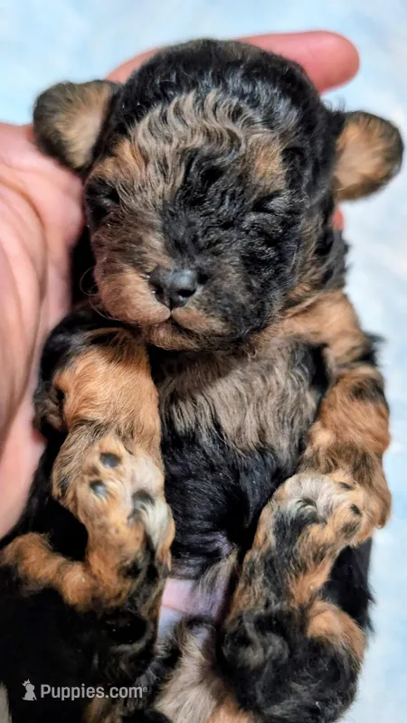 Tattoo Akc  – Poodle - Toy  puppy for sale in Fort Lauderdale, FL