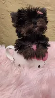 Minnie Micro Tcup AKC $8450 OBO, a female Yorkshire Terrier for sale in Fort Lauderdale, FL – 4 of 7