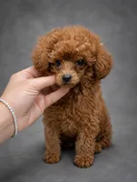 Ginger AKC Tcup, a female Poodle - Toy  for sale in Fort Lauderdale, FL – 3 of 4