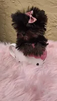 Minnie Micro Tcup AKC $8450 OBO, a female Yorkshire Terrier for sale in Fort Lauderdale, FL – 7 of 7