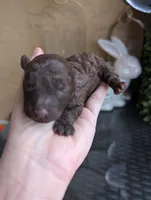 Ferrero 42 AKC Champion lines , a male Poodle - Toy  for sale in Fort Lauderdale, FL – 3 of 4