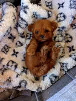 Elmo AKC Teacup , a male Poodle - Toy  for sale in Fort Lauderdale, FL – 3 of 3