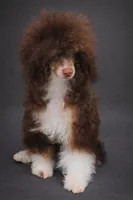 Jackpot AKC , a male Poodle - Toy  for sale in Fort Lauderdale, FL – 2 of 4