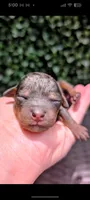 Pebbles AKC 100% Cleared, a female Poodle - Toy  for sale in Fort Lauderdale, FL – 3 of 4